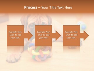 Young House Bullmastiff PowerPoint Template