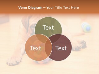 Young House Bullmastiff PowerPoint Template