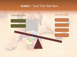 Young House Bullmastiff PowerPoint Template