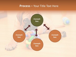 Young House Bullmastiff PowerPoint Template