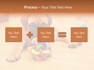 Young House Bullmastiff PowerPoint Template