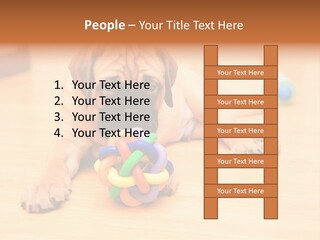 Young House Bullmastiff PowerPoint Template