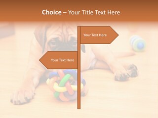 Young House Bullmastiff PowerPoint Template