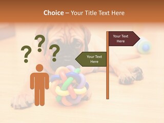 Young House Bullmastiff PowerPoint Template