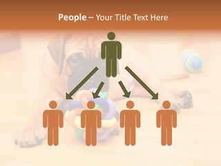 Young House Bullmastiff PowerPoint Template