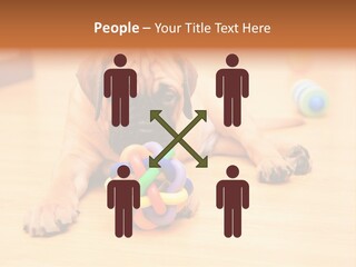 Young House Bullmastiff PowerPoint Template
