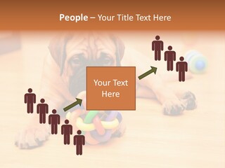 Young House Bullmastiff PowerPoint Template