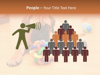Young House Bullmastiff PowerPoint Template
