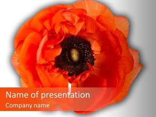 A Large Orange Flower With A White Background PowerPoint Template