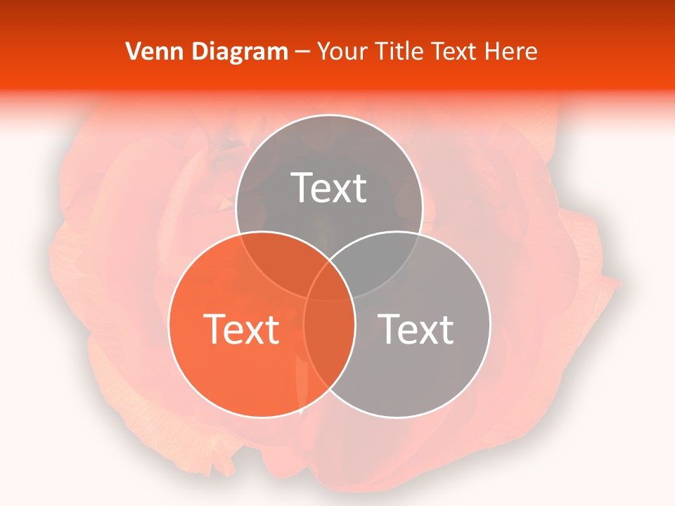 A Large Orange Flower With A White Background PowerPoint Template