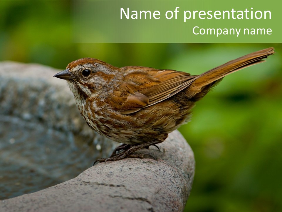 Song Sparrow Wild Western PowerPoint Template