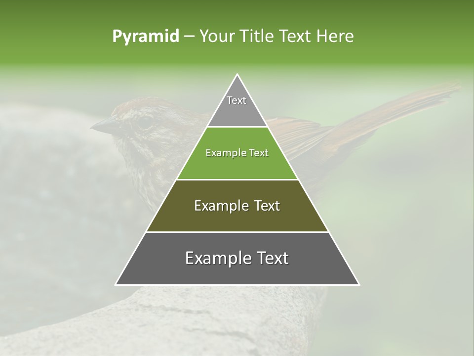 Song Sparrow Wild Western PowerPoint Template