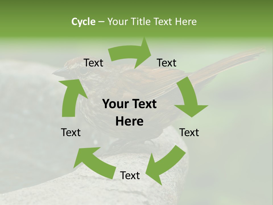 Song Sparrow Wild Western PowerPoint Template