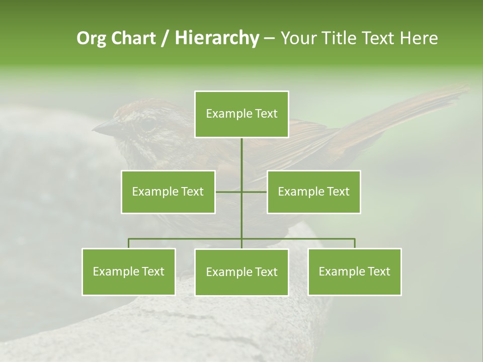 Song Sparrow Wild Western PowerPoint Template