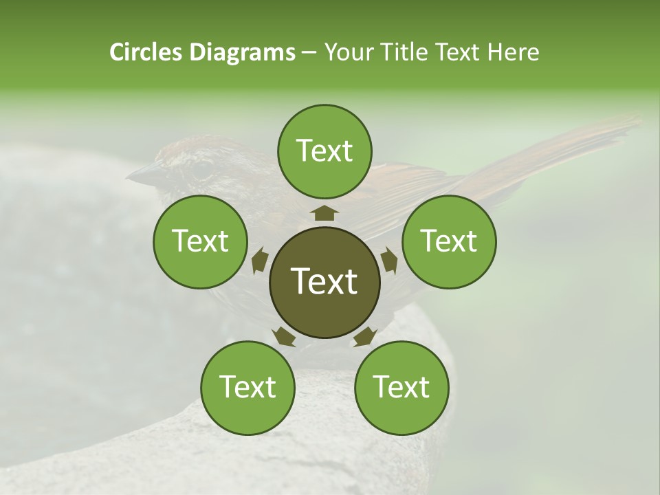 Song Sparrow Wild Western PowerPoint Template