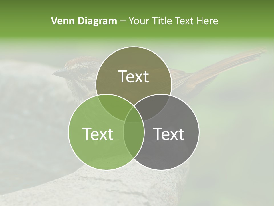 Song Sparrow Wild Western PowerPoint Template