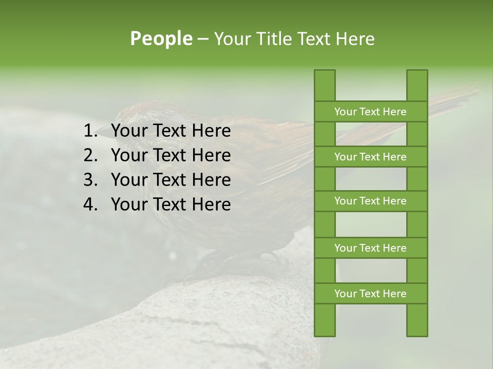 Song Sparrow Wild Western PowerPoint Template