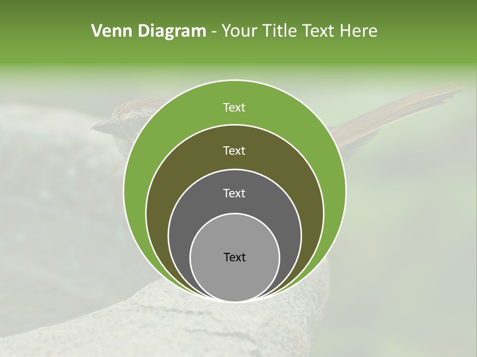 Song Sparrow Wild Western PowerPoint Template