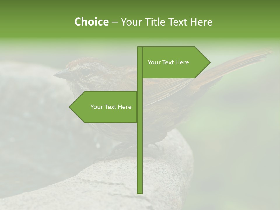 Song Sparrow Wild Western PowerPoint Template