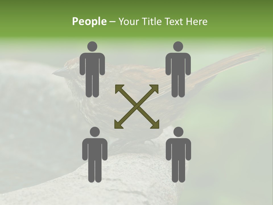 Song Sparrow Wild Western PowerPoint Template