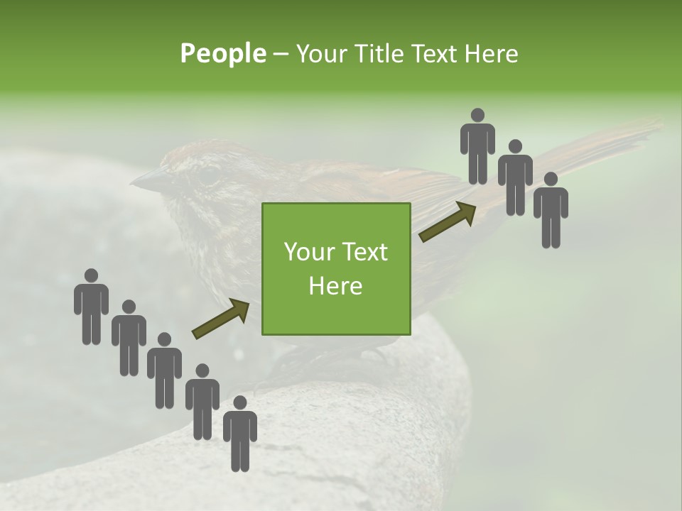 Song Sparrow Wild Western PowerPoint Template