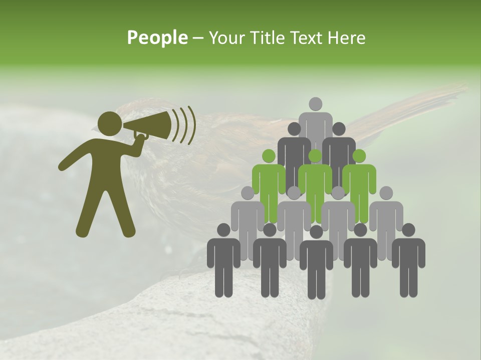 Song Sparrow Wild Western PowerPoint Template