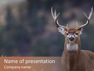 Wildlife Photography Mammal Wildlife PowerPoint Template