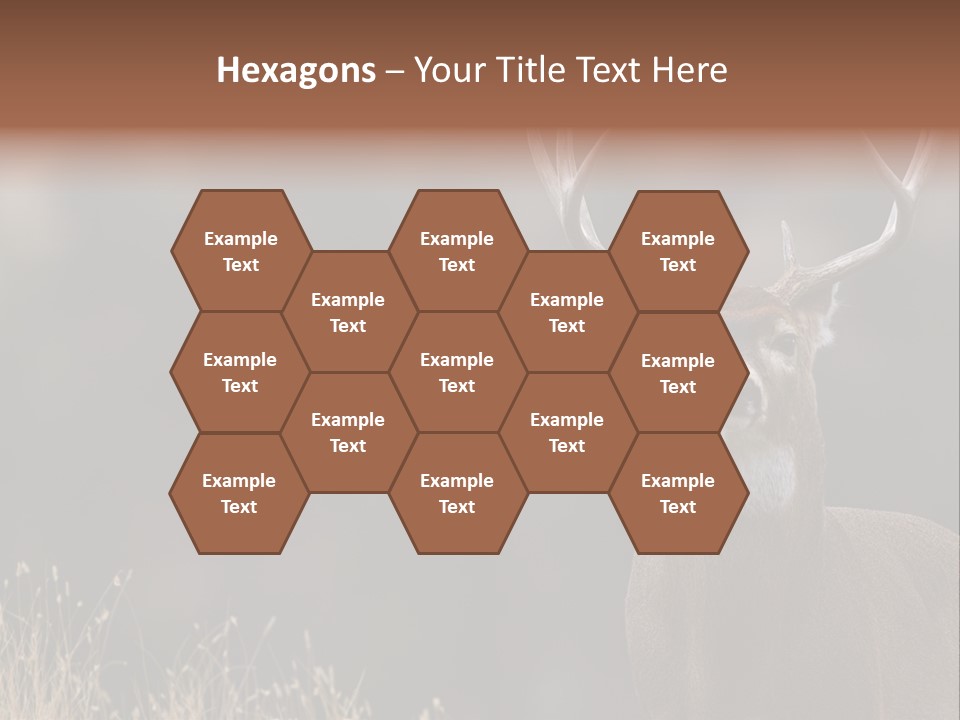 Wildlife Photography Mammal Wildlife PowerPoint Template