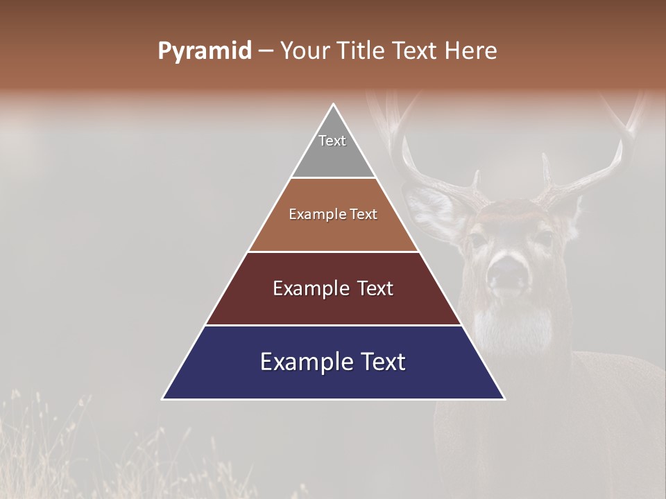 Wildlife Photography Mammal Wildlife PowerPoint Template