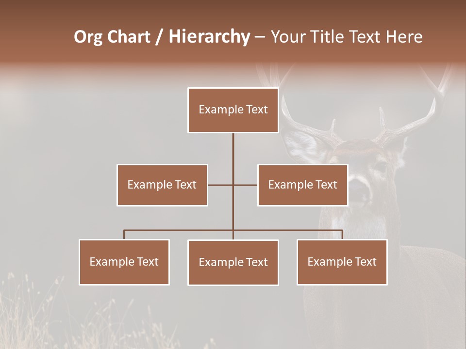 Wildlife Photography Mammal Wildlife PowerPoint Template