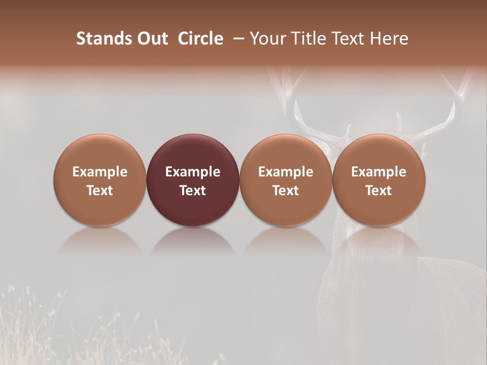 Wildlife Photography Mammal Wildlife PowerPoint Template