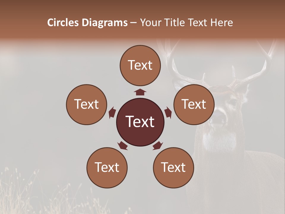 Wildlife Photography Mammal Wildlife PowerPoint Template