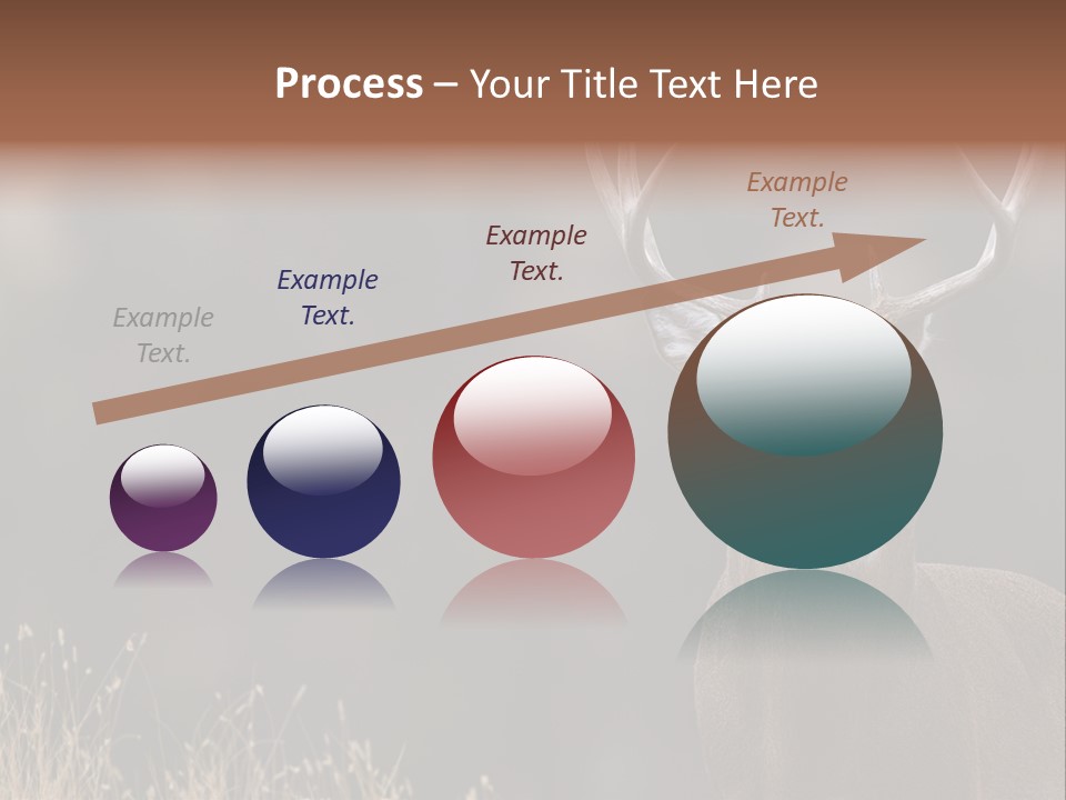 Wildlife Photography Mammal Wildlife PowerPoint Template