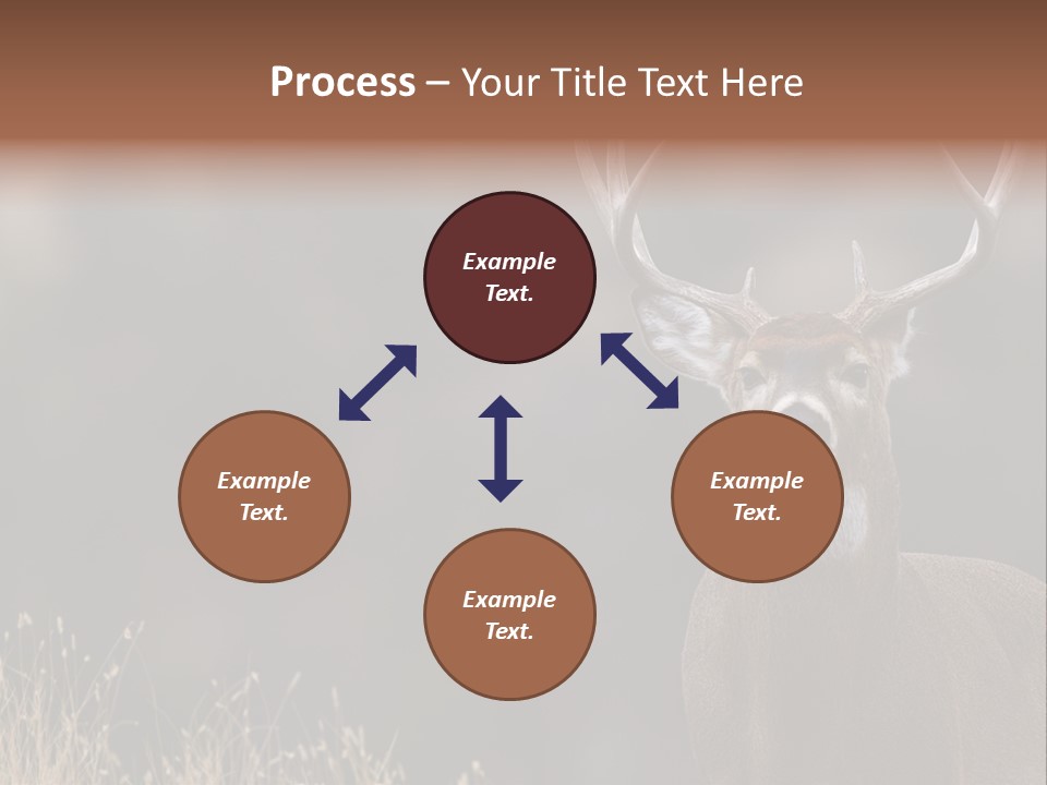 Wildlife Photography Mammal Wildlife PowerPoint Template