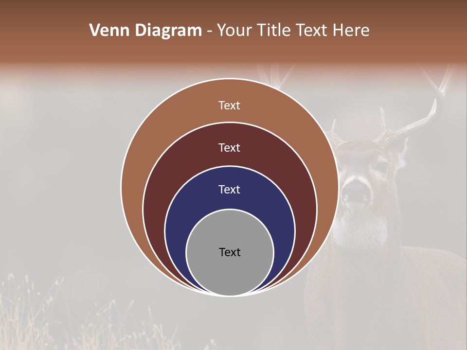 Wildlife Photography Mammal Wildlife PowerPoint Template
