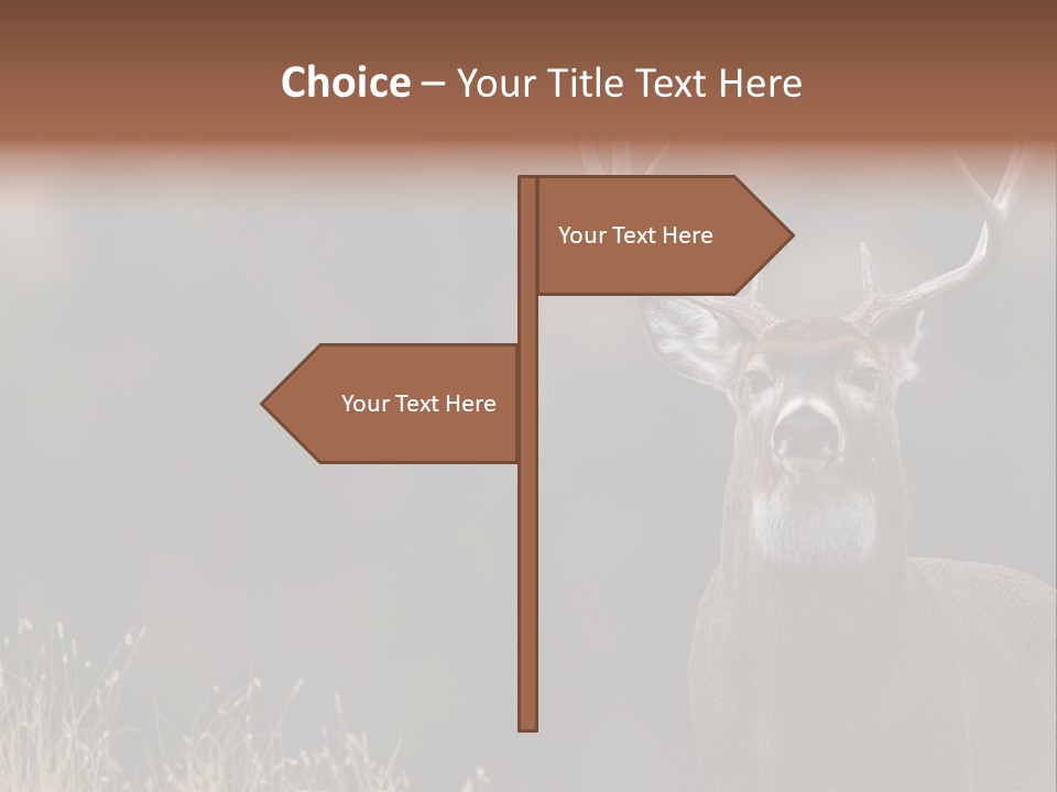 Wildlife Photography Mammal Wildlife PowerPoint Template