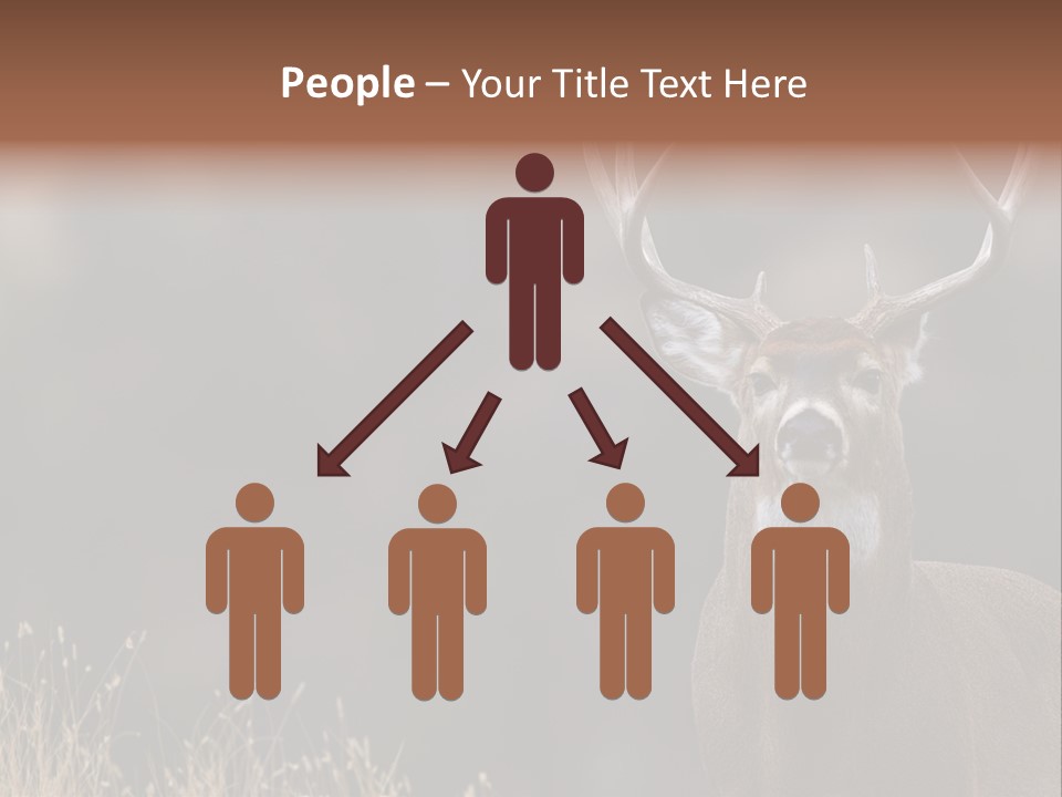 Wildlife Photography Mammal Wildlife PowerPoint Template