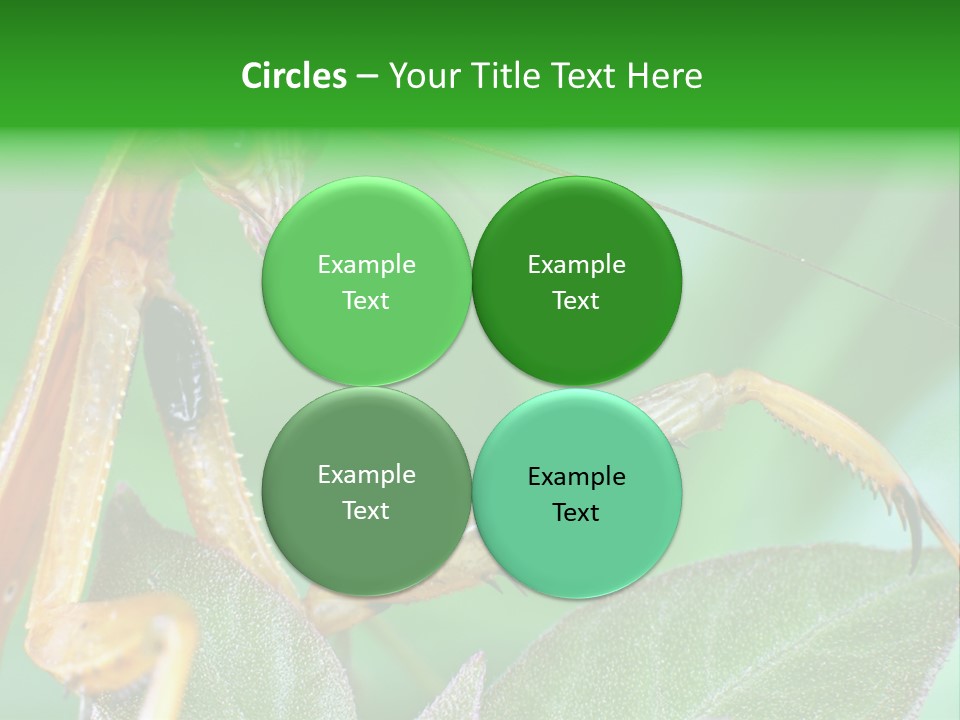 Close Wildlife Portrait PowerPoint Template