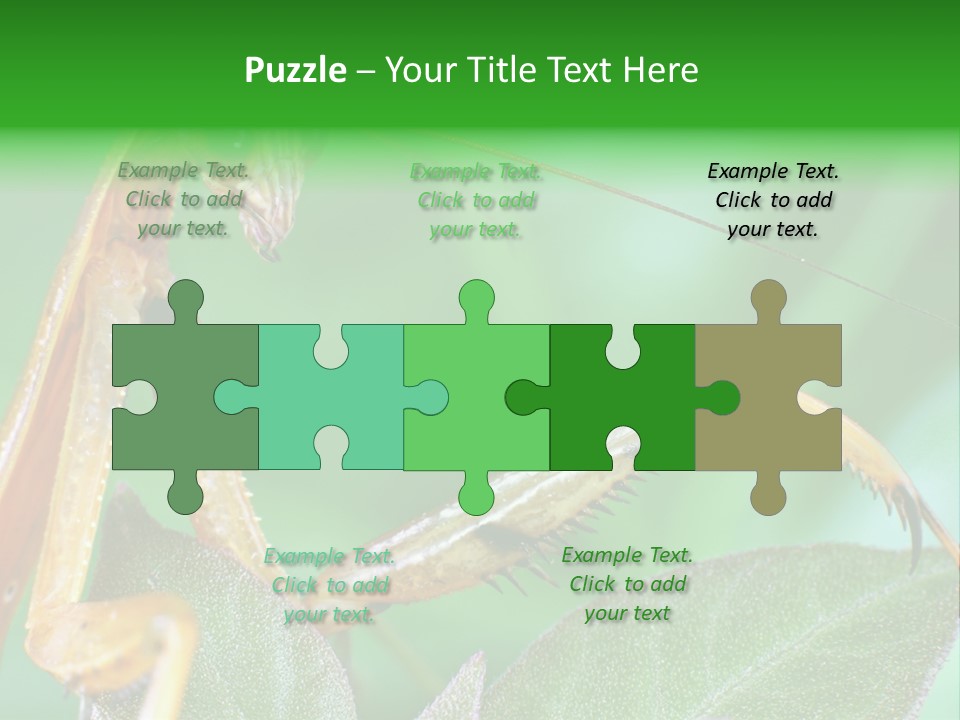 Close Wildlife Portrait PowerPoint Template