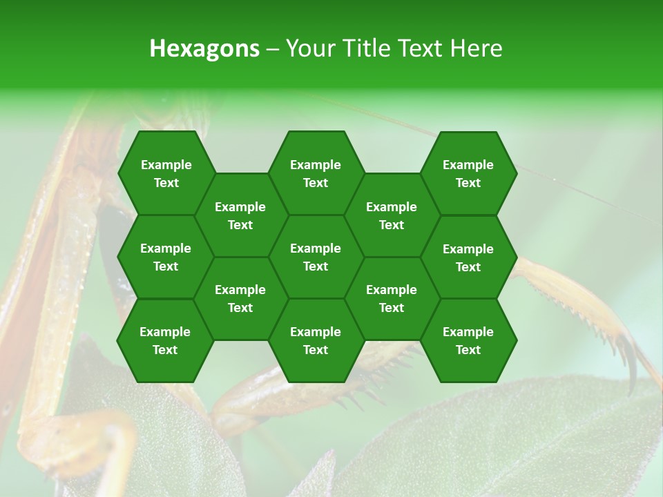 Close Wildlife Portrait PowerPoint Template