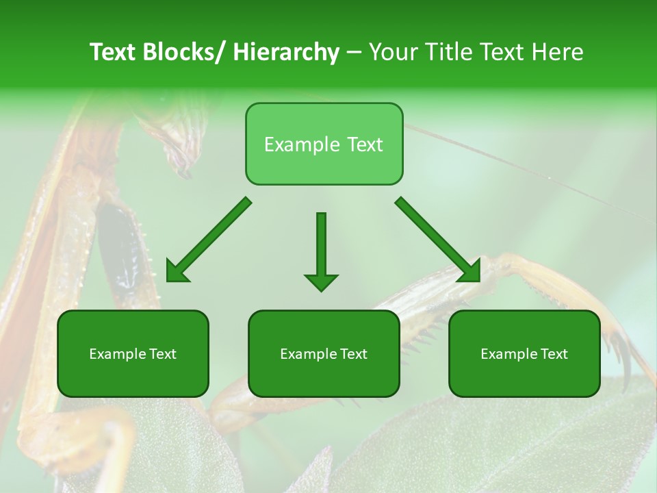 Close Wildlife Portrait PowerPoint Template
