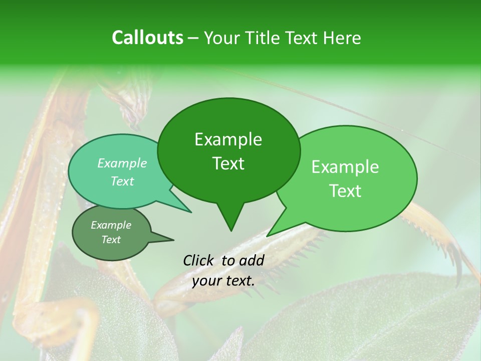 Close Wildlife Portrait PowerPoint Template