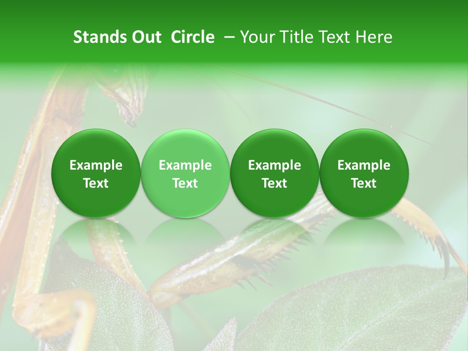 Close Wildlife Portrait PowerPoint Template