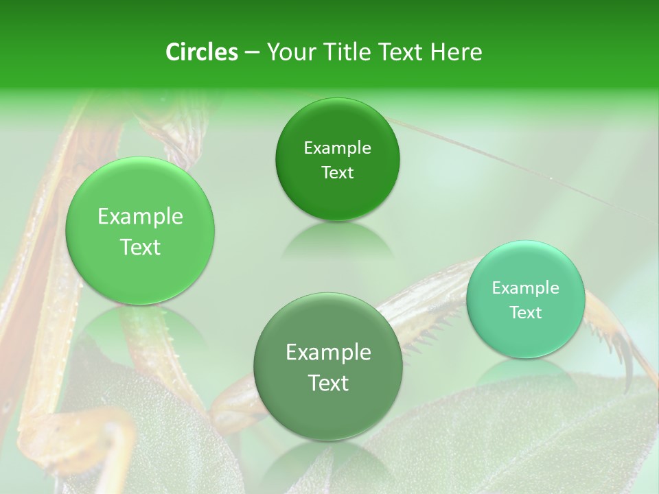 Close Wildlife Portrait PowerPoint Template