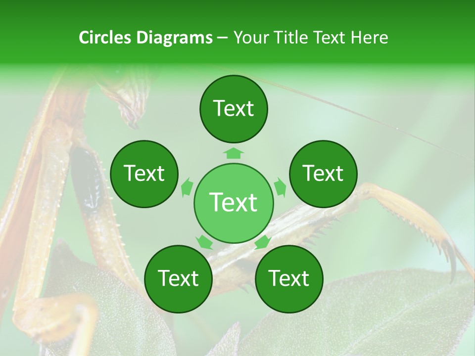 Close Wildlife Portrait PowerPoint Template