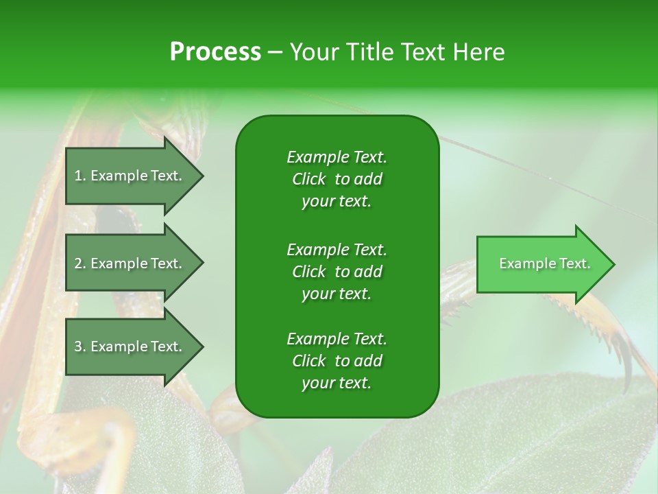Close Wildlife Portrait PowerPoint Template
