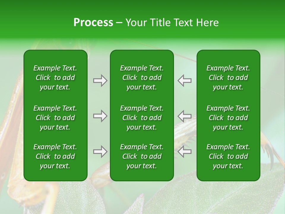 Close Wildlife Portrait PowerPoint Template