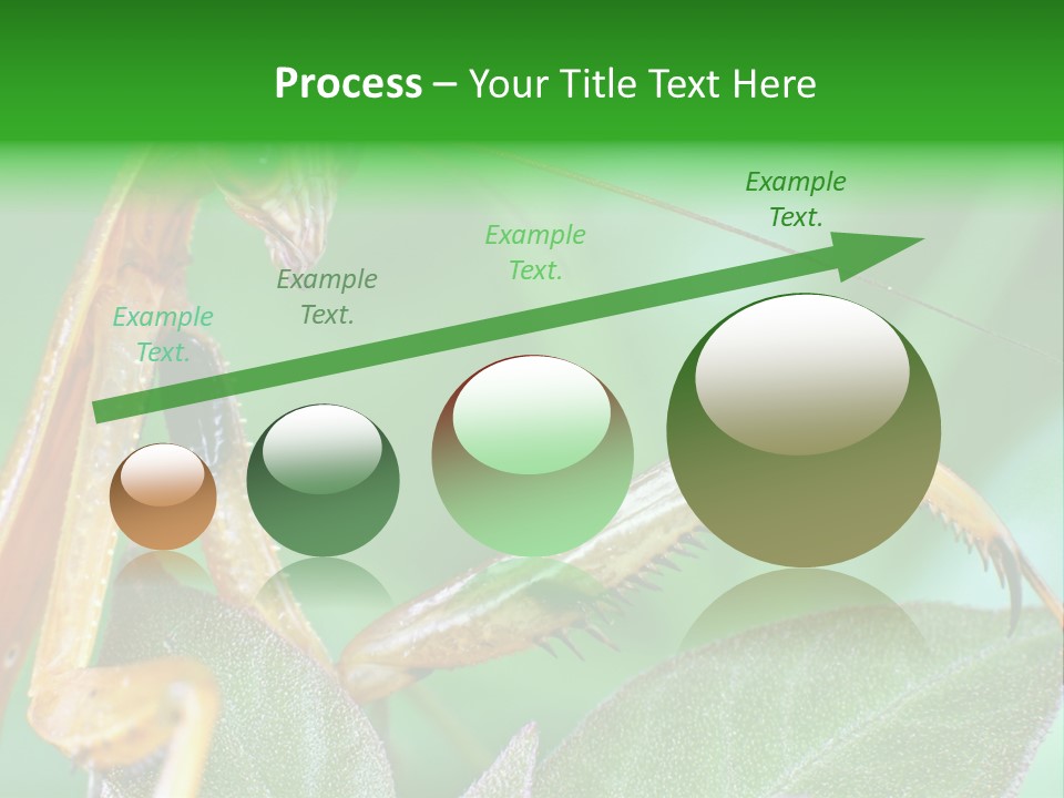 Close Wildlife Portrait PowerPoint Template