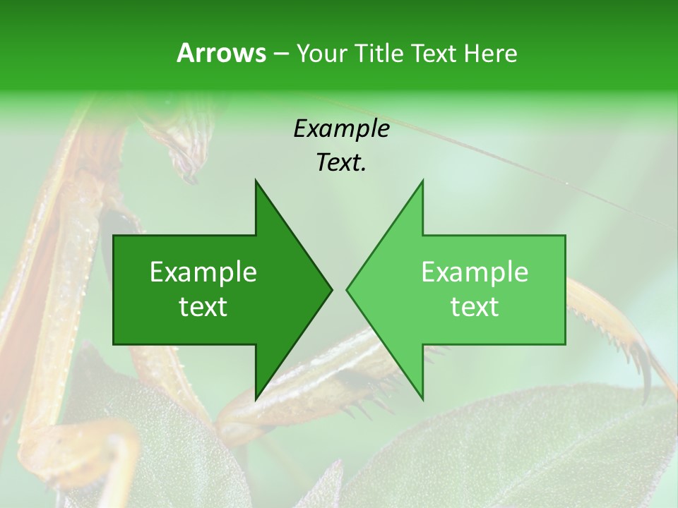 Close Wildlife Portrait PowerPoint Template