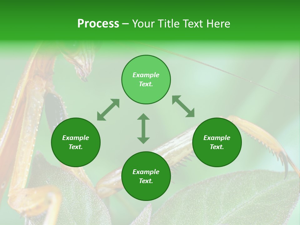 Close Wildlife Portrait PowerPoint Template